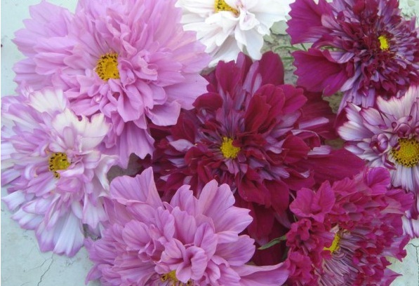 1629193519641371.jpg 1629193514(1).jpg