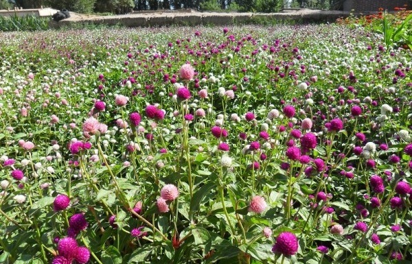 1629200061681254.jpg 1629200055(1).jpg