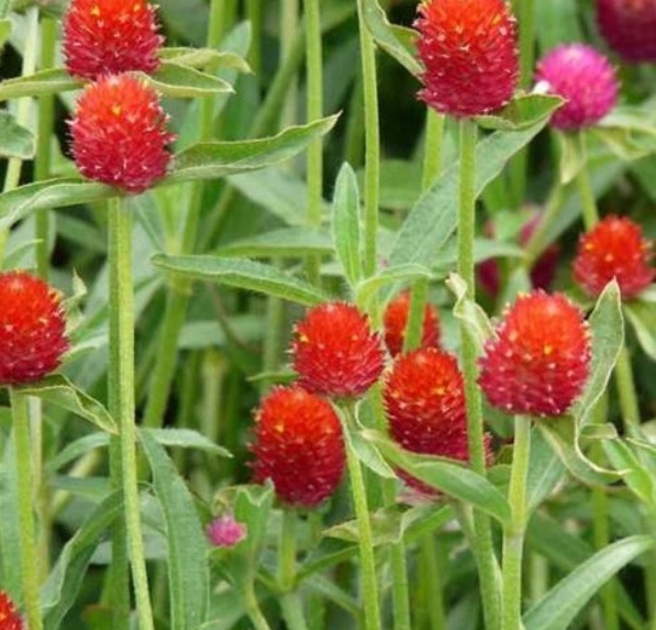 1629200072775648.jpg 1629200067(1).jpg