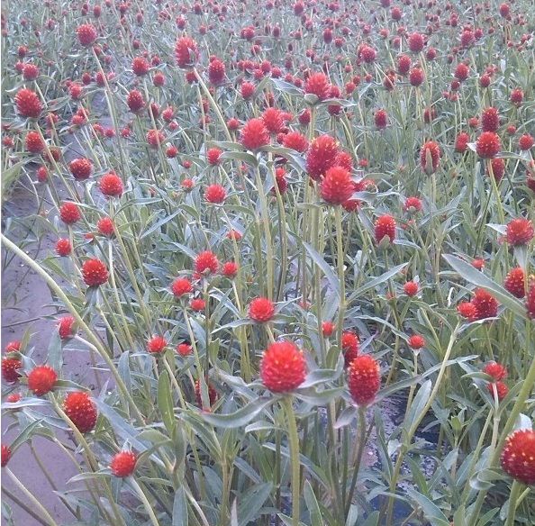 1629200090397608.jpg 1629200085(1).jpg