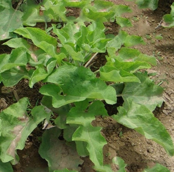 1629200657707515.jpg 1629200650(1).jpg