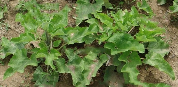 1629200670136026.jpg 1629200664(1).jpg