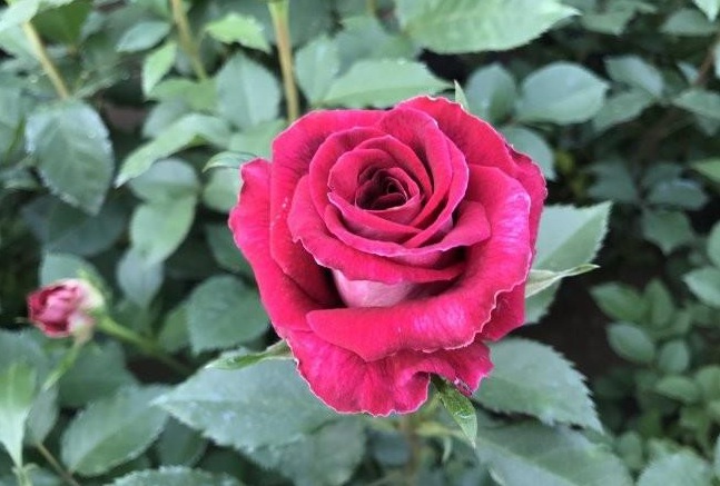 1629200778784393.jpg 1629200775.jpg