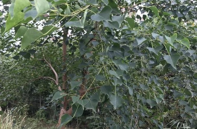 1629200917278947.jpg 1629200914(1).jpg