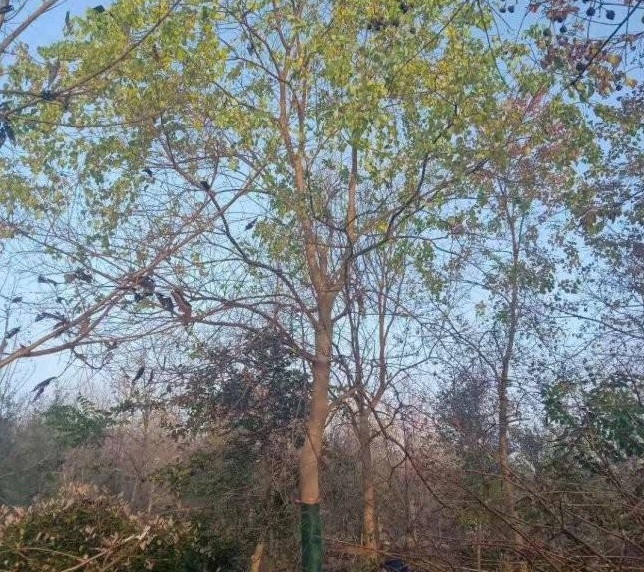 1629200930233557.jpg 1629200925(1).jpg