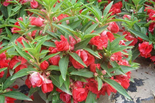 鳳仙花又叫指甲花，應(yīng)該如何播種