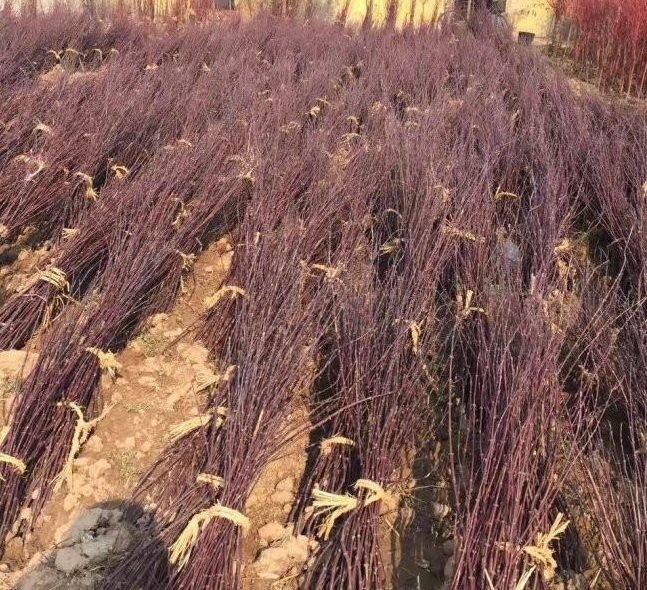 1629242255838042.jpg KZX9R7ID(UPRKZ_`HF6JLKR.jpg