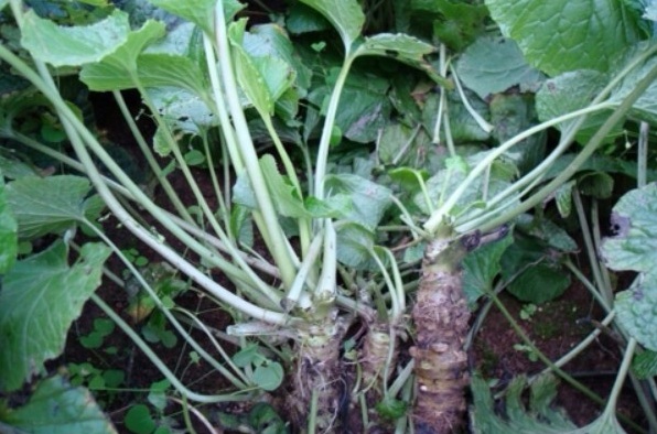 1629242437150794.jpg K6LPWO73ME1%3F0298%1F[G.jpg