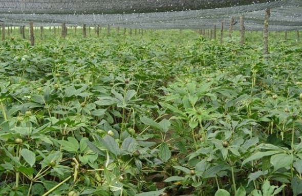 1629243153486692.jpg 17GZ9`3JV){QC342Q{NP}C6.jpg