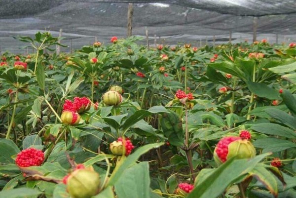 1629243175588066.jpg ~[83W2D2}VSI_G@NI%X`G84.jpg