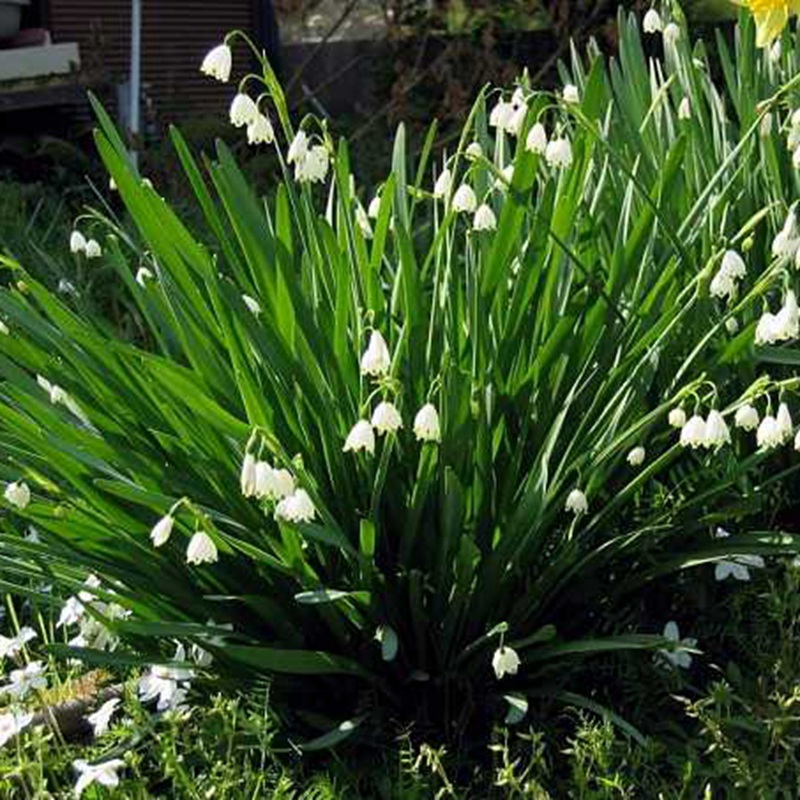 風(fēng)鈴花的花語是什么，風(fēng)鈴花如何養(yǎng)護(hù)