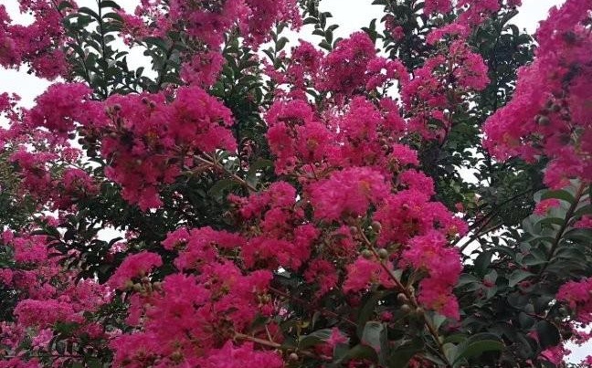 1629262297631334.jpg ~C~J79MTB}5Q_Z(CJZM_UAW.jpg