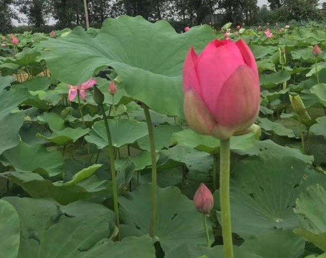 1629264587680071.jpg SRPNQG[4ES$KE}RGL@80~SV.jpg