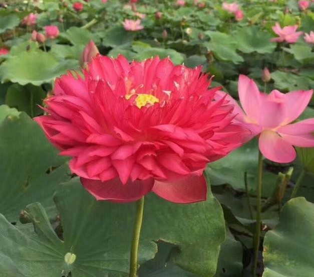 1629264597991654.jpg JZ)~JEG32XYAC@GNW`GKKGO.jpg