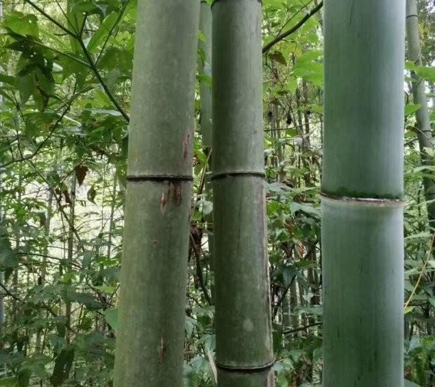 1629264936641766.jpg 0$43@B~X_(G6L98G9P%STOF.jpg