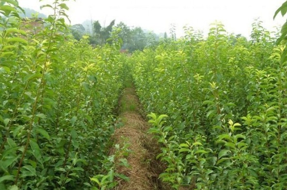 1629265838341368.jpg P[VN`0MAL$9WQD0X1NW1KJT.jpg