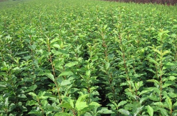 1629265848601086.jpg O5JG6MJTWH86[R9UB6}3M)I.jpg