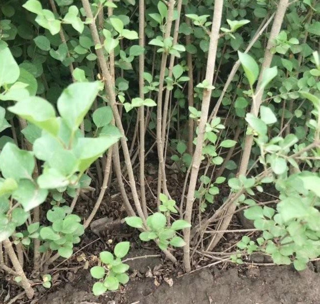 1629268684953228.jpg O4LL~4)4(SNOJ8J309R4P`9.jpg