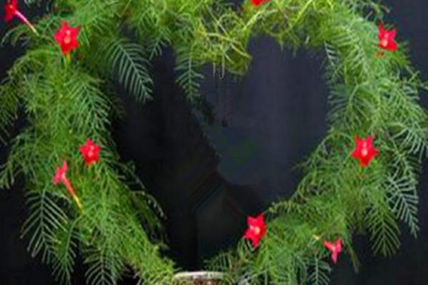 羽葉蔦蘿的養(yǎng)殖方法和注意事項