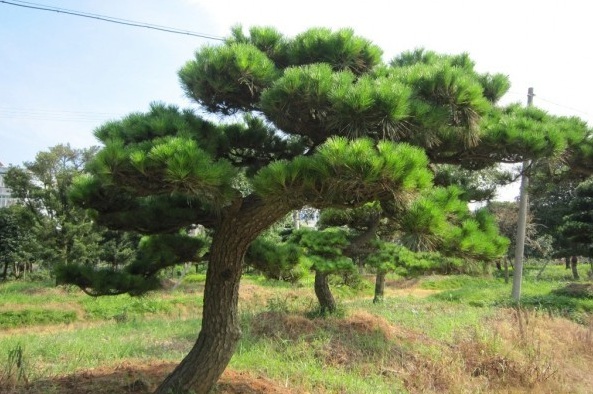 1629269288378513.jpg @5@)9)}3X$R5395P6_}8BKM.jpg