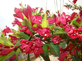 1629274258783479.jpg 1629274258783479.jpg