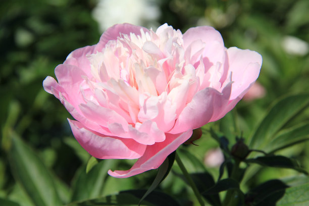 1629275144410683.jpg 1629275144410683.jpg