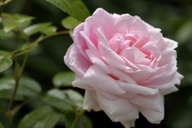 1629276058362324.jpg e1e1e7142c929db70b4f4c4338f6fe16_t016d1e391d71f25120.jpg