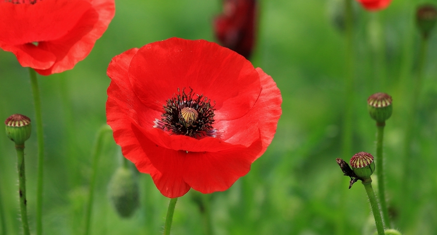 1629277996964216.jpg 1629277996964216.jpg