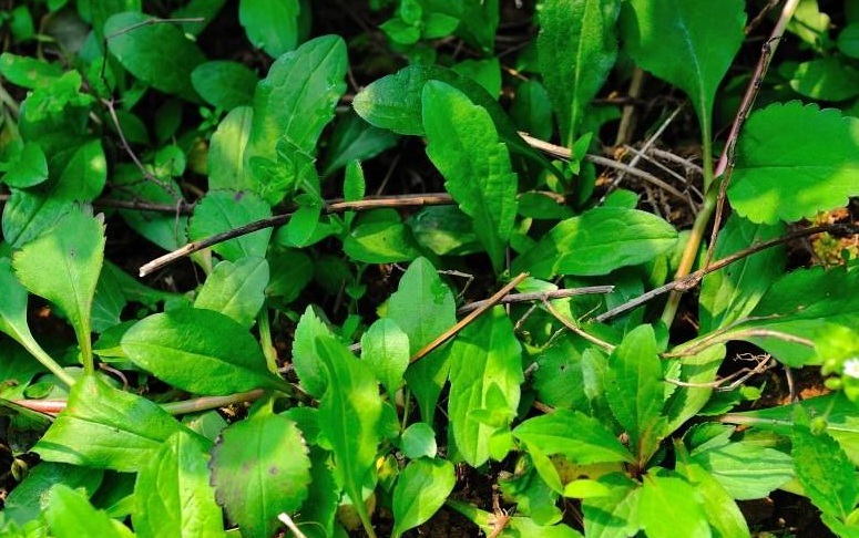 1629295153675968.jpg 馬蘭3333333333333.jpg