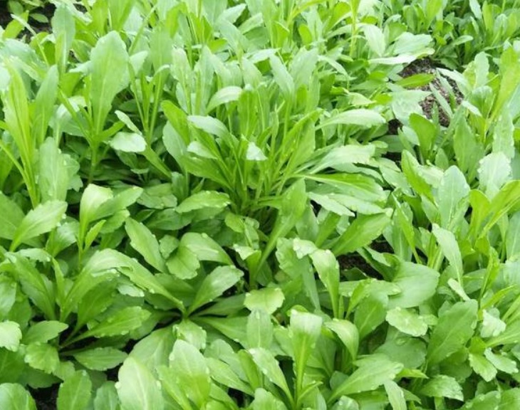 1629295208997980.jpg 馬蘭2222222222222222222.jpg