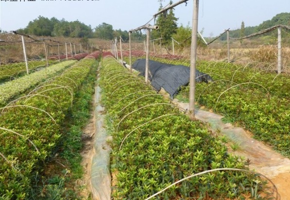 1629299412767035.jpg image.jpg