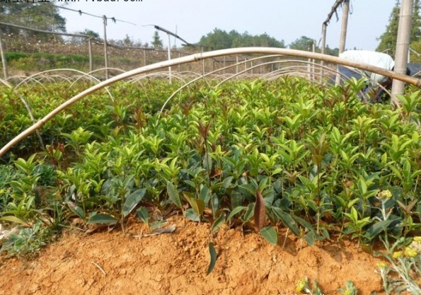 1629299440683645.jpg image.jpg