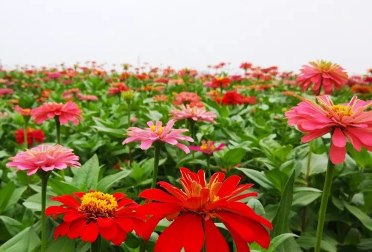 1629300460262001.jpg 百日草55555555555555555555555.jpg