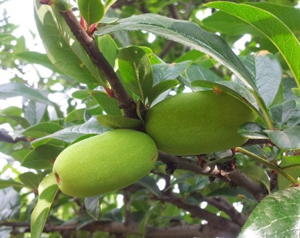 1629331193255968.jpg image.jpg