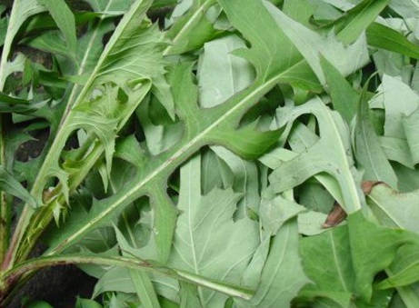 1629334042660484.jpg image.jpg