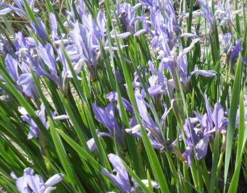 1629337098694864.jpg image.jpg