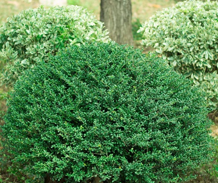 1629337215417199.jpg image.jpg