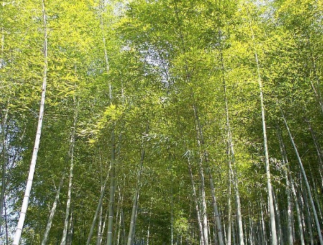 1629369706395920.jpg image.jpg