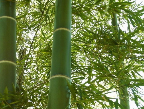 1629369713865715.jpg image.jpg