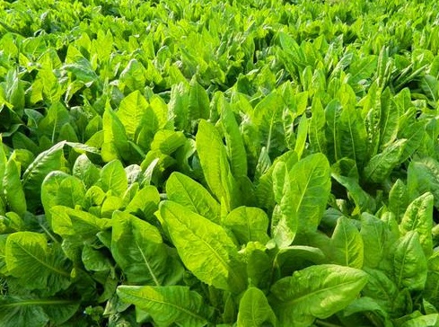 1629369997501791.jpg image.jpg