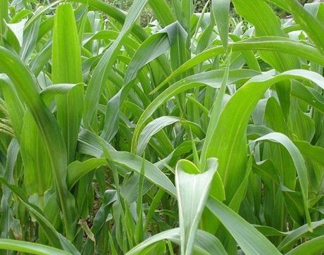 1629370228791129.jpg image.jpg