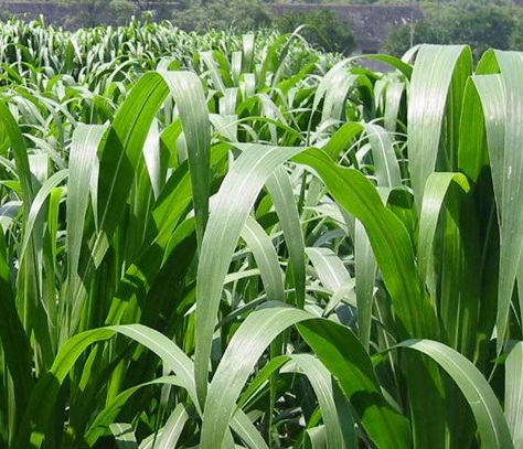 1629370244809421.jpg image.jpg