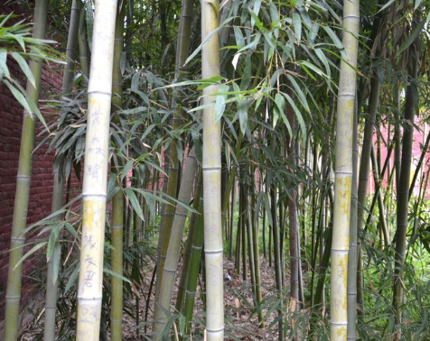 1629370387997040.jpg image.jpg