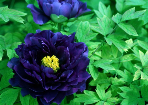 1629370491587169.jpg image.jpg