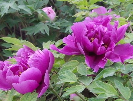 1629370499635107.jpg image.jpg