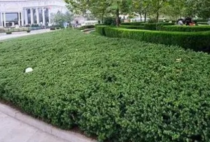 1629371303907533.jpg image.jpg