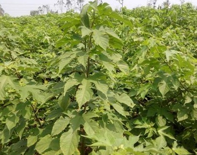 1629371781271276.jpg image.jpg