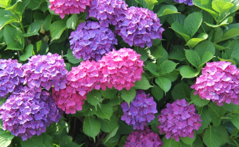 1629385293802929.jpg 繡球花2.jpg