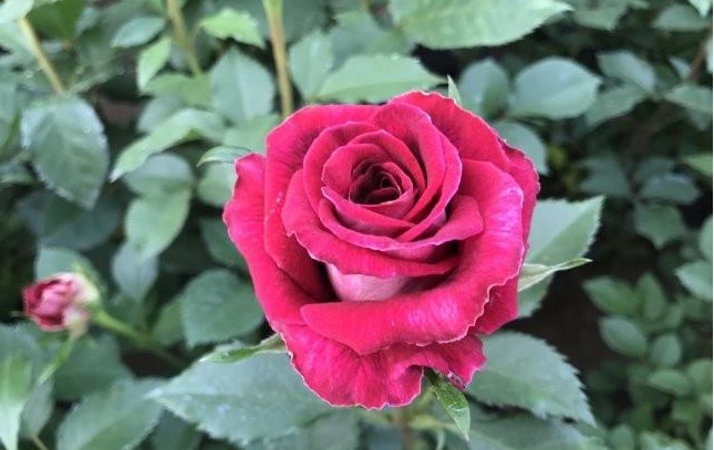 1629438579210431.jpg 1629438575(1).jpg