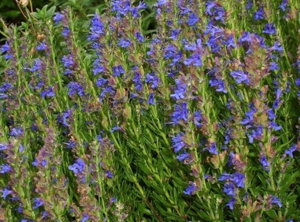 1629439361363940.jpg 1629439357(1).jpg